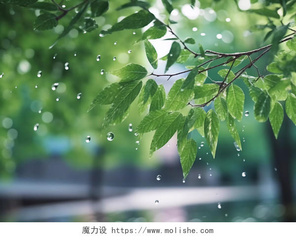 夏天夏季夏至夏雨的树叶树枝